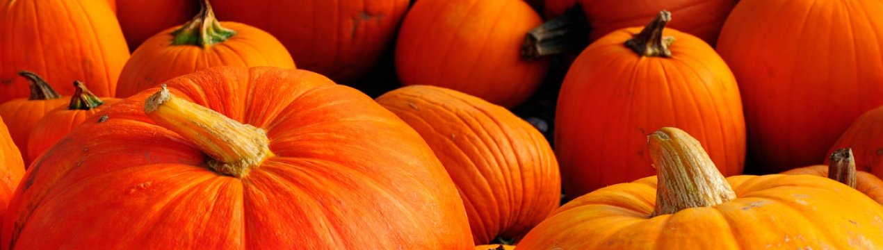 Українським аграріям сподобалося вирощувати гарбуз