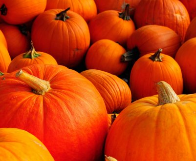 Українським аграріям сподобалося вирощувати гарбуз