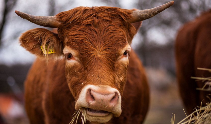 Сіно для корови Сіно для корови