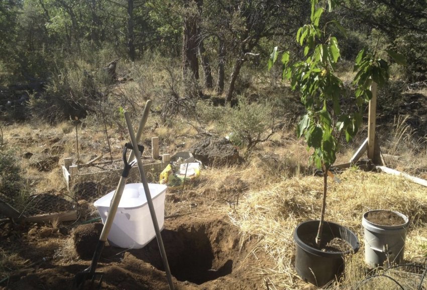 Посадка черешні Посадка черешні