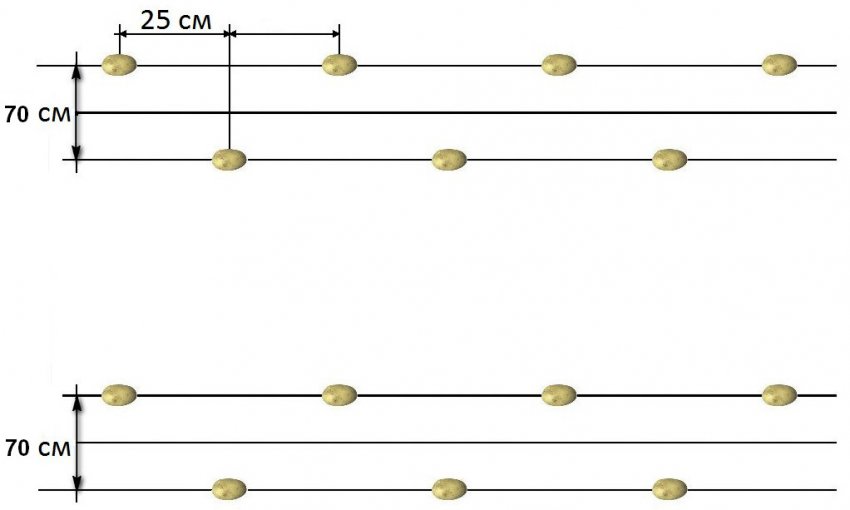 Схема посадки картоплі