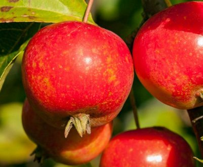 Особливості вирощування та догляду за яблунею Райське яблуко