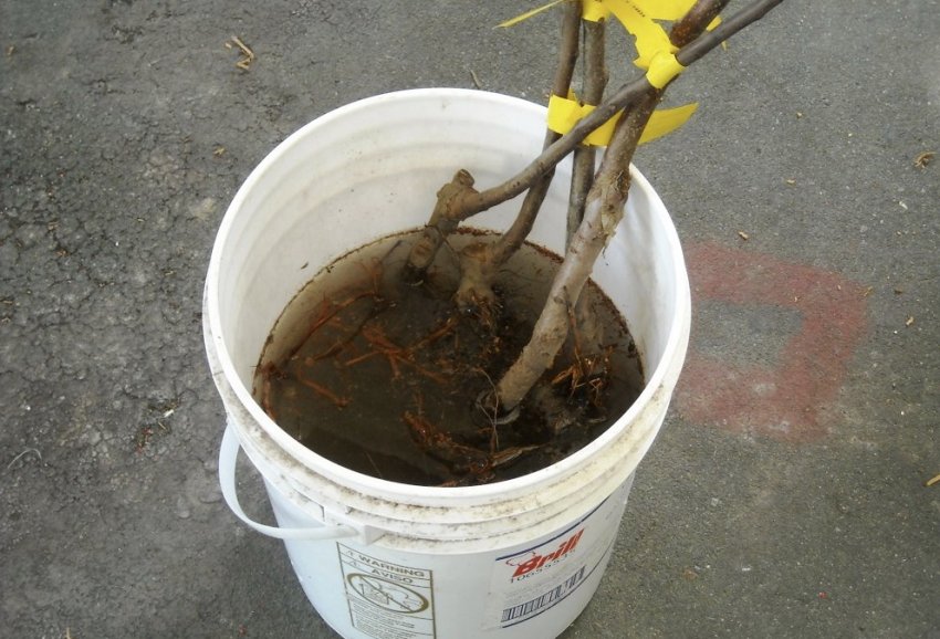 Коріння саджанця в воді Коріння саджанця в воді