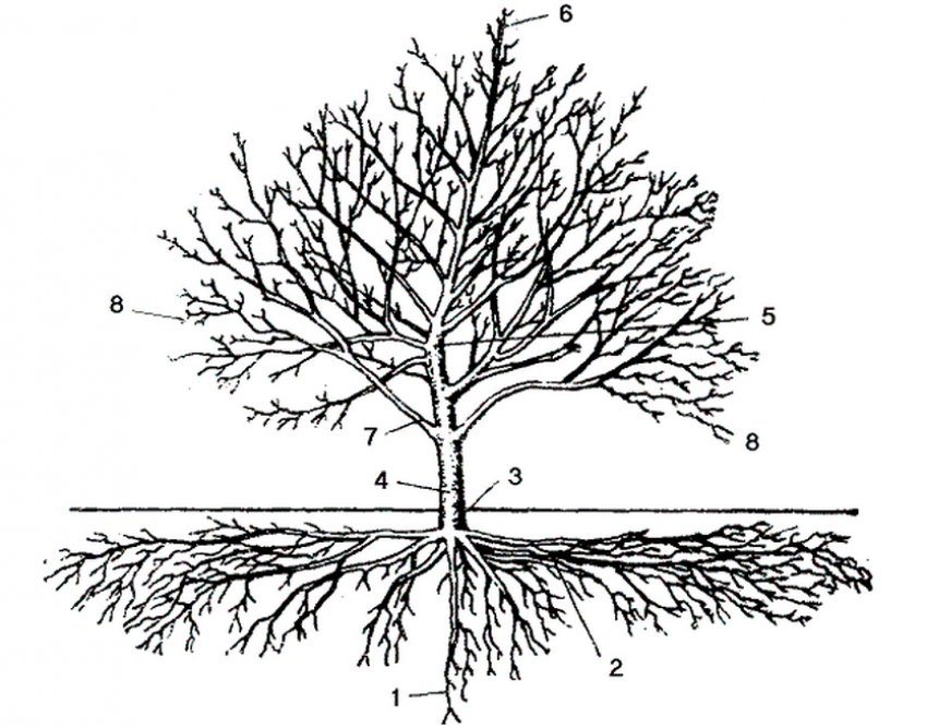 Будова плодового дерева Будова плодового дерева