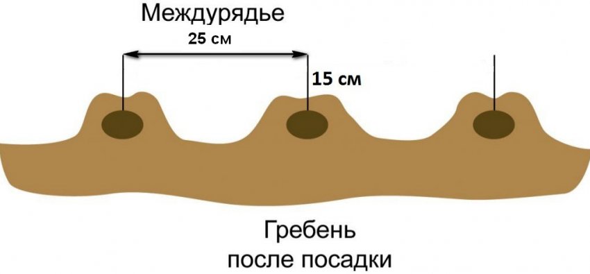 Схема посадки картоплі