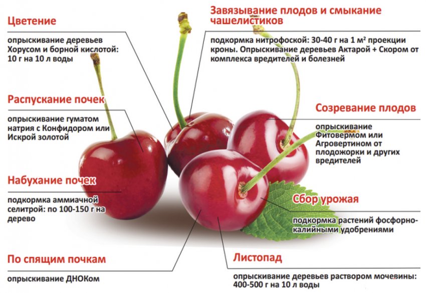 Як доглядати за вишнею Як доглядати за вишнею
