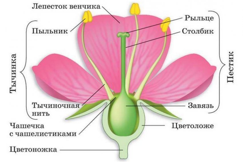 Диаграмма цветка яблони