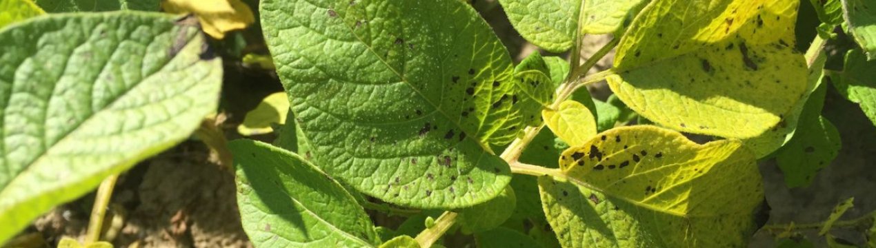 Як розпізнати і лікувати альтернаріоз картоплі?