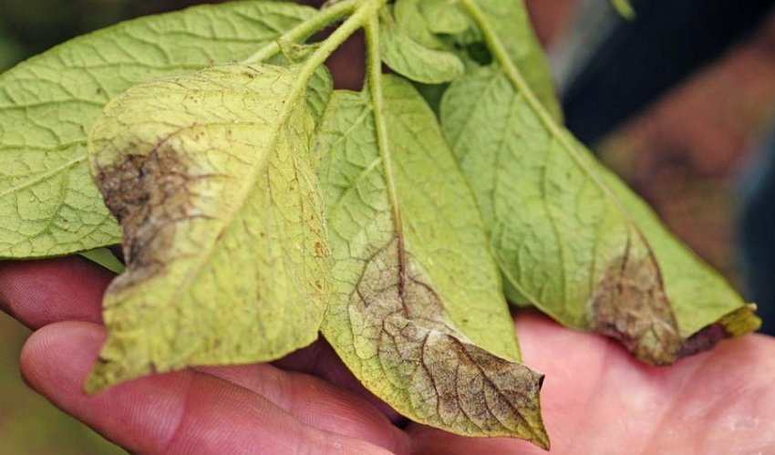 Альтернаріоз картоплі