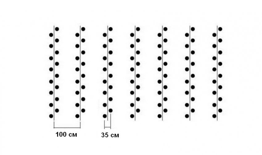 Схема посадки картоплі