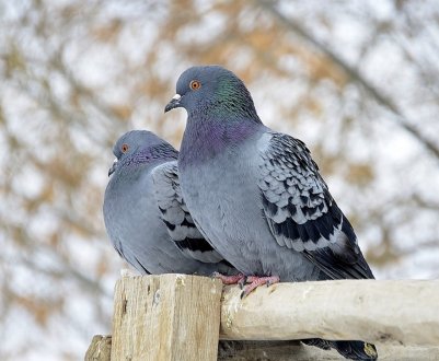 Розведення голубів взимку