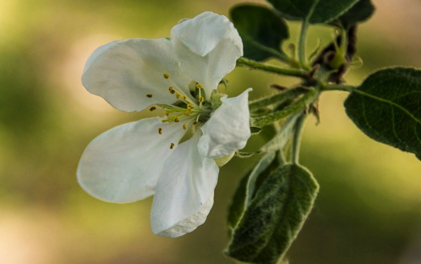 Квіти яблуні Квіти яблуні