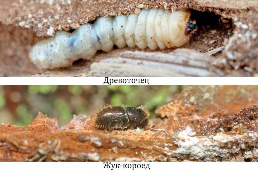 Шкідники деревини черешні Шкідники деревини черешні