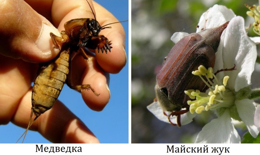 Шкідники кореневої системи черешні Шкідники кореневої системи черешні