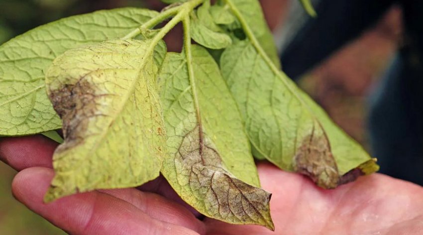 Фітофтороз картоплі