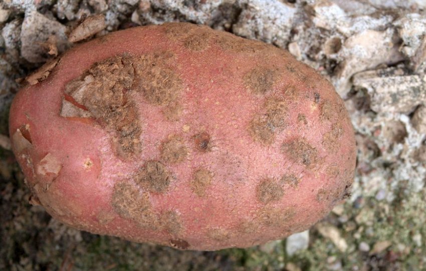 Парша звичайна картоплі