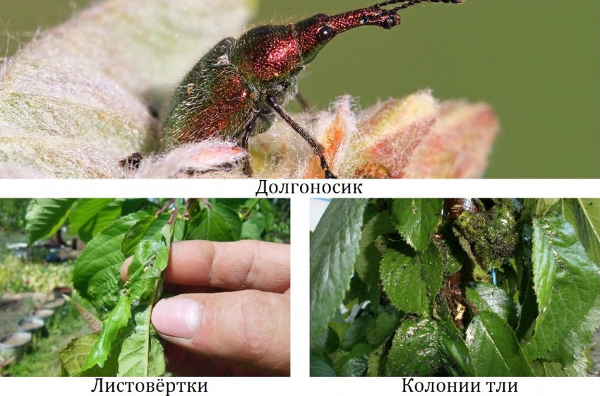 Шкідники бутонів, плодів і листя черешні Шкідники бутонів, плодів і листя черешні
