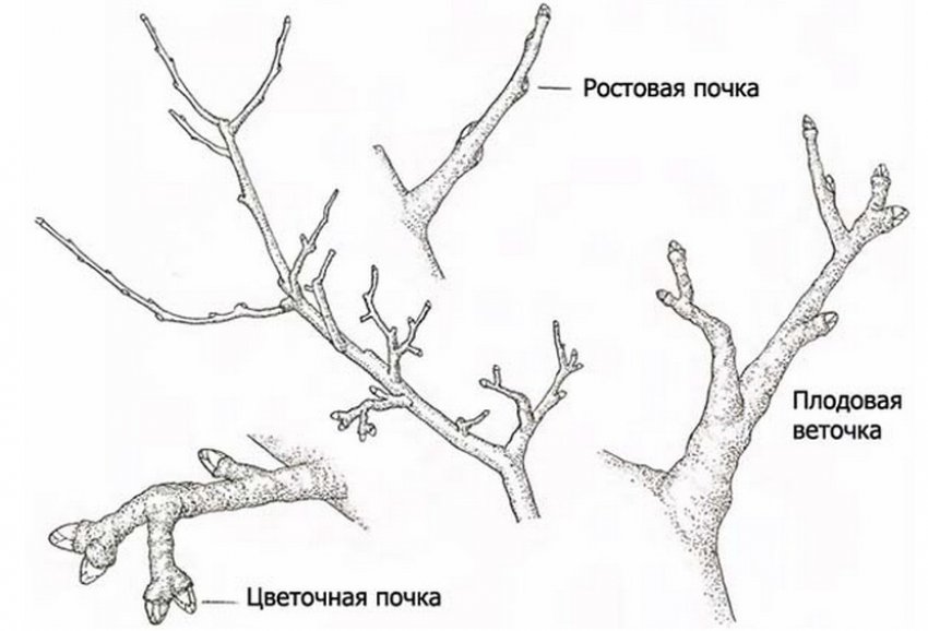 Схема гілки дерева