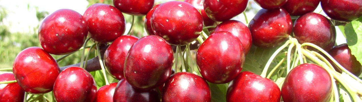 Особливості посадки і догляду за черешнею Сільвія