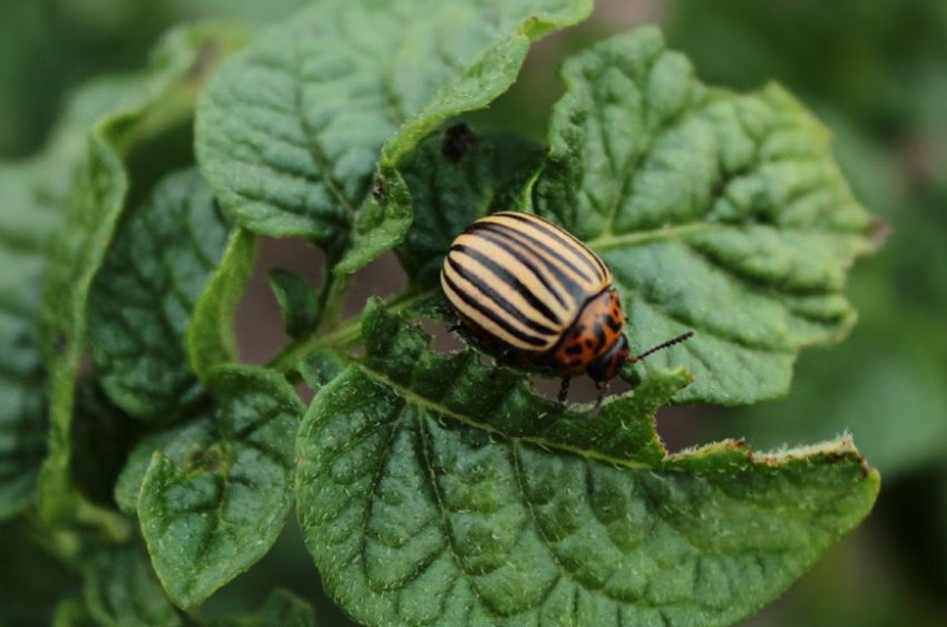 Колорадський жук на картоплі