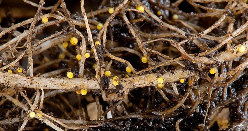 Золотиста нематода на картоплі
