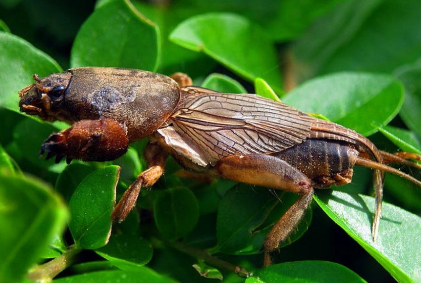 Капустянка на картоплі