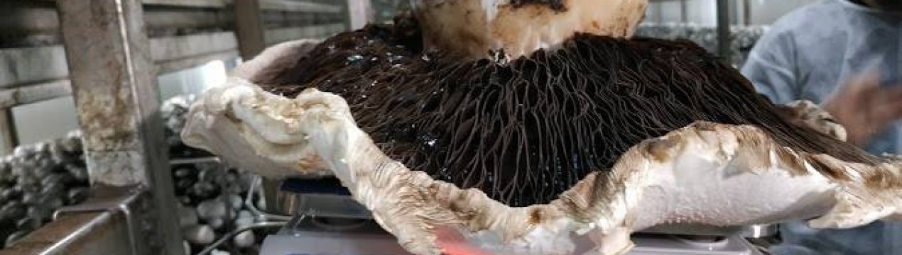 На фермі поблизу Києва виростили гігантський печериця