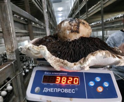 На фермі поблизу Києва виростили гігантський печериця