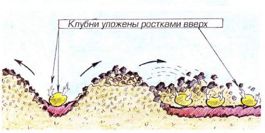 Схема посадки картоплі