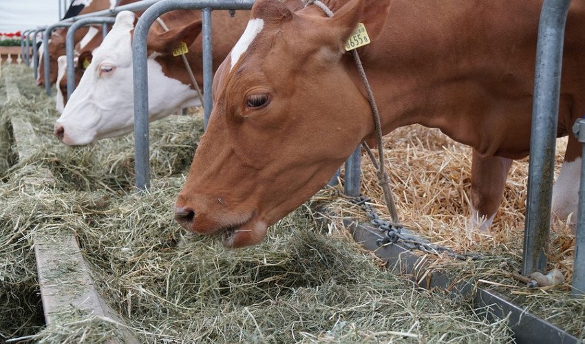 Сіно для корови Сіно для корови