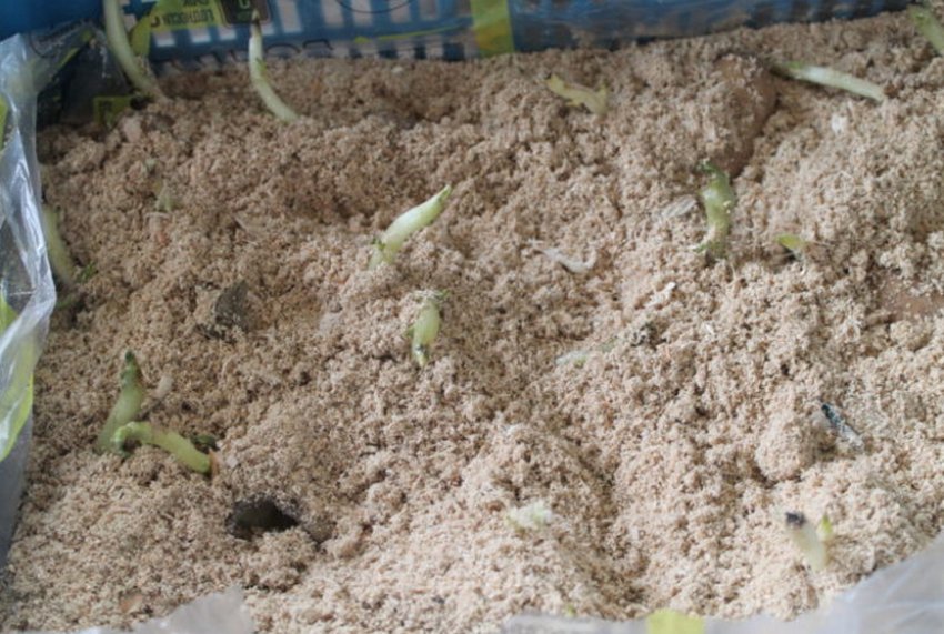 Картоплю в тирсі