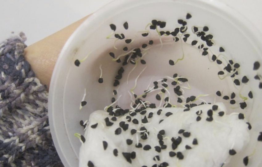 Пророщені насіння цибулі Пророщені насіння цибулі