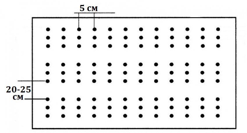 Схема посіву цибулі Схема посіву цибулі