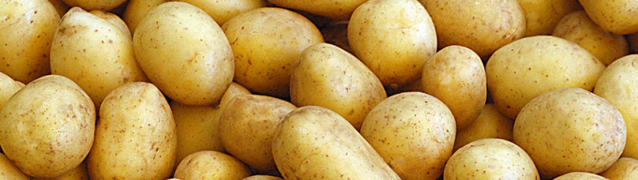 Сорт картофеля Бельмондо: ботаническое описание, агротехника выращивания и уход