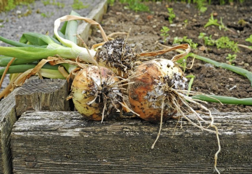 Біла гниль цибулі Біла гниль цибулі