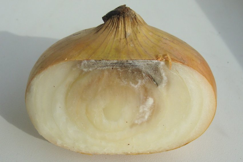 Сіра гниль цибулі Сіра гниль цибулі