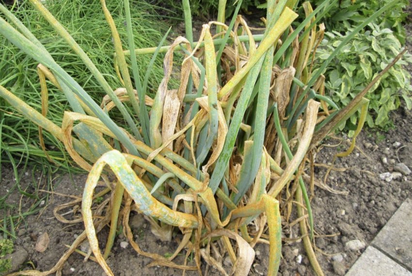 Жовтяниця цибулі Жовтяниця цибулі