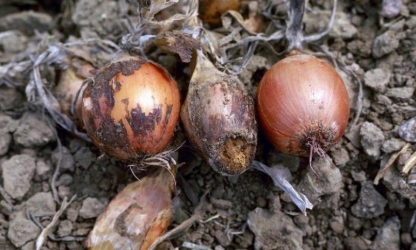 Фузаріоз цибулі Фузаріоз цибулі