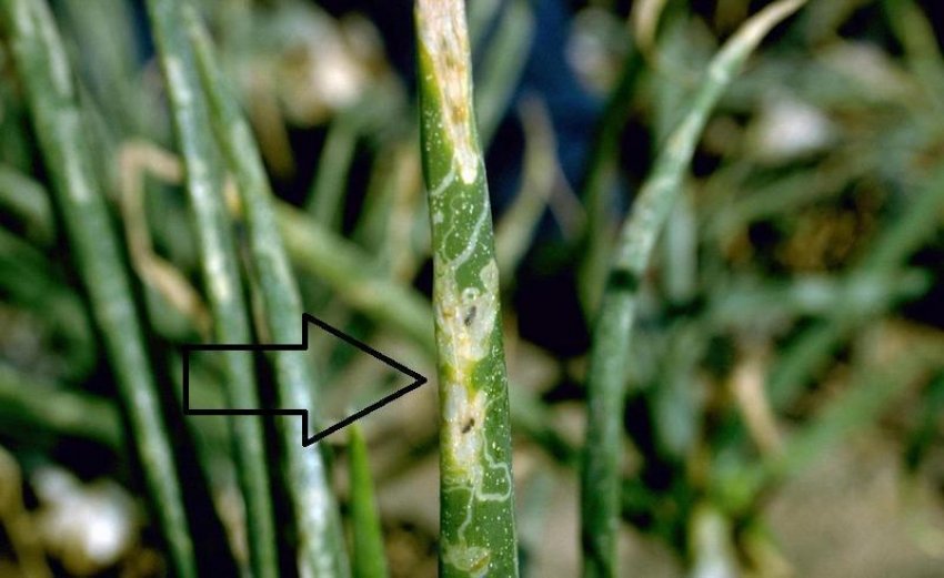 Ознака наявності прихованохоботника Ознака наявності прихованохоботника