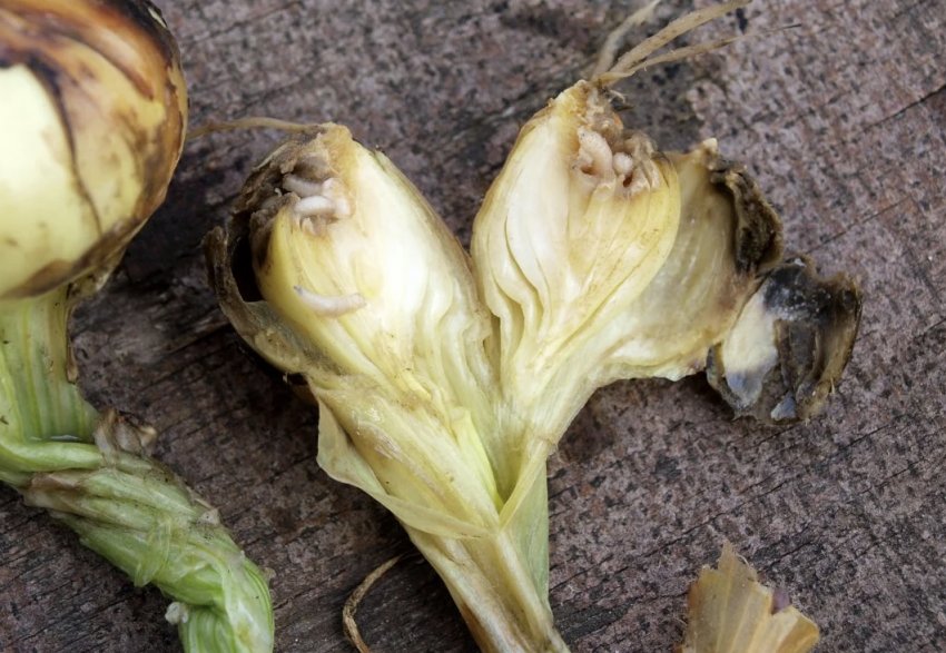 Личинки цибулевої мухи Личинки цибулевої мухи