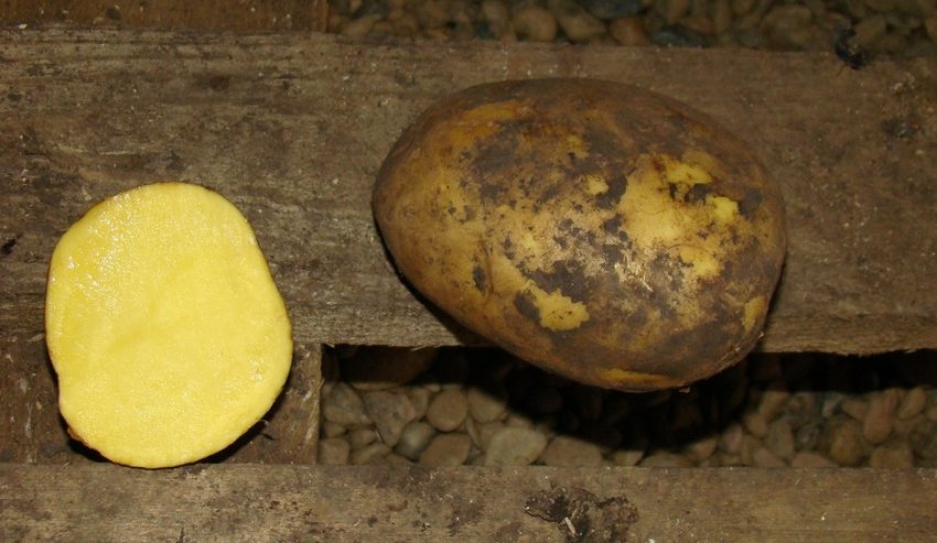 Картофель сорта Бельмондо