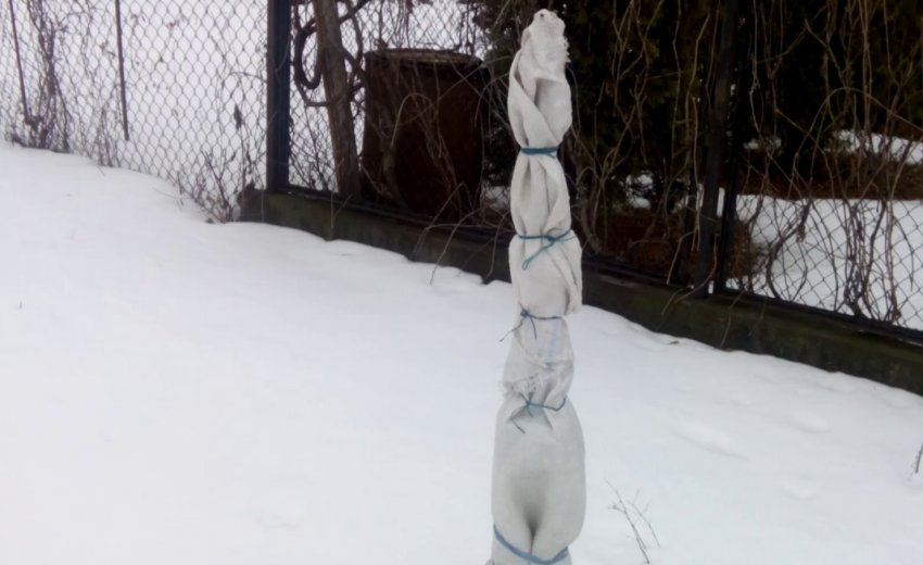 Приховування саджанці черешні