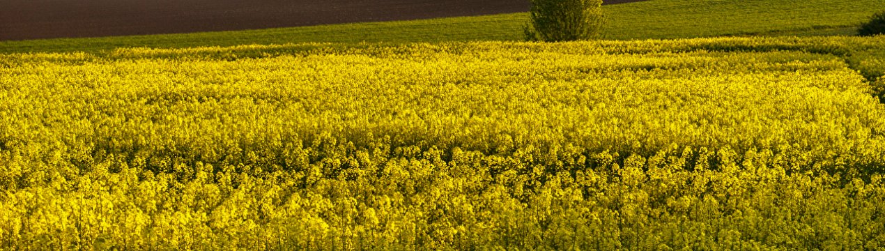 У Франції з-за ризику ГМО було знищено 18 тисяч гектарів посівів ріпаку