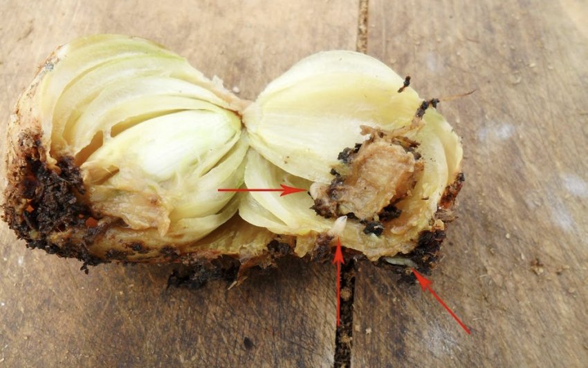 Личинки паросткової мухи Личинки паросткової мухи