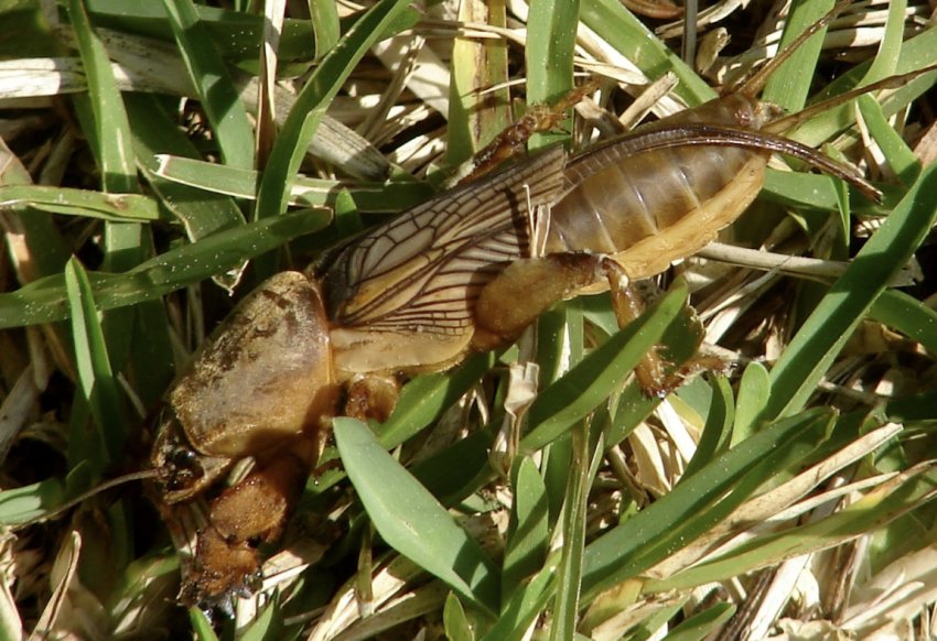 Капустянка Капустянка