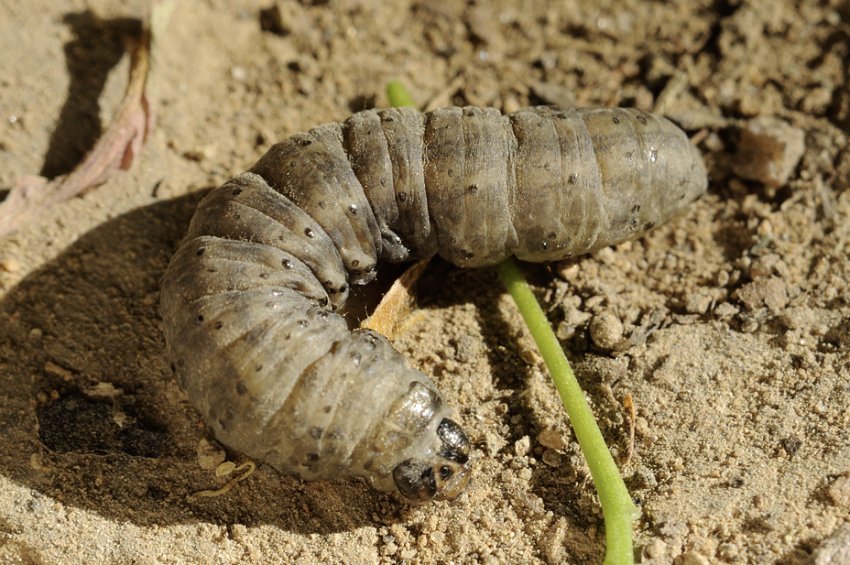 Гусениця совки Гусениця совки