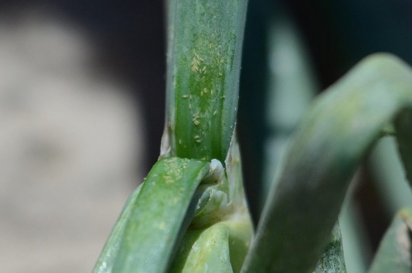 Тютюнові трипси Тютюнові трипси