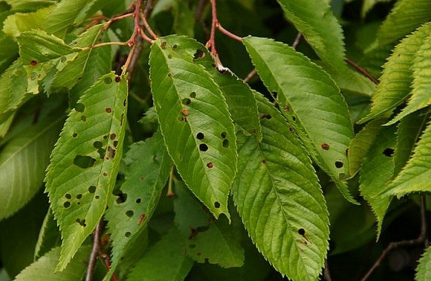 Клястероспоріоз (дырчатая плямистість) черешні