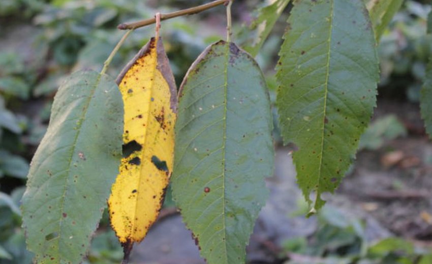 Кокомікоз на листках черешні