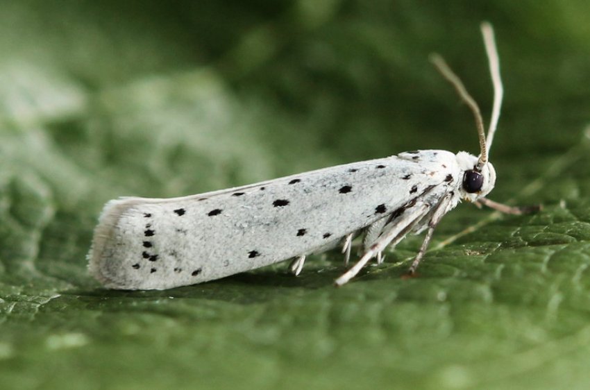 Плодова міль